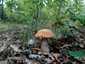 Tölgyfa-érdestinóru (Leccinum aurantiacum), Budai-hegység